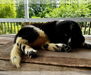 Newfoundland Puppy for sale in ROCKVILLE, IN, USA