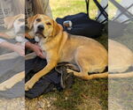 Small #22 Retriever  Mix