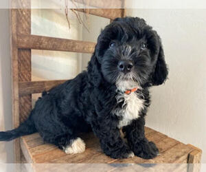 Poodle (Miniature)-Portuguese Water Dog Mix Puppy for sale in ARCADIA, FL, USA