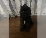 Small #15 Cockapoo