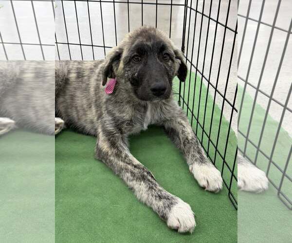 Medium Photo #1 Anatolian Shepherd-Unknown Mix Puppy For Sale in Turlock, CA, USA