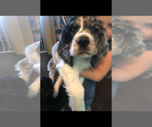 Cocker Spaniel Puppy for sale in BEAVER, PA, USA