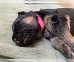Small #19 German Shepherd Dog
