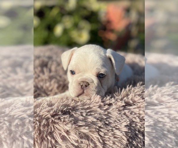 Medium Photo #4 French Bulldog Puppy For Sale in RICHLAND, IA, USA
