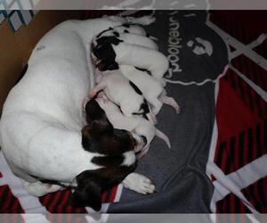Jack Russell Terrier Puppy for sale in ALAFAYA, FL, USA
