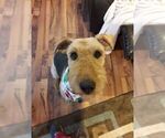 Small Photo #13 Airedale Terrier Puppy For Sale in VERONA, MO, USA