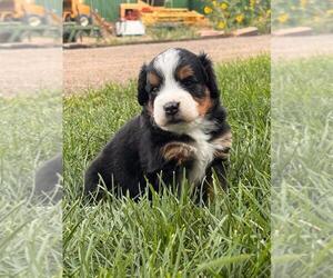 Miniature Bernedoodle Puppy for sale in LONGMONT, CO, USA