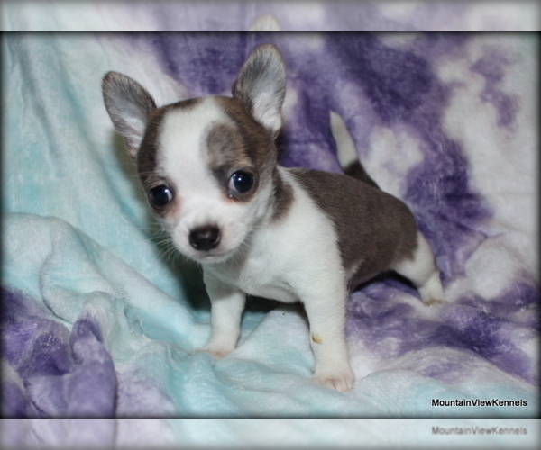 Medium Photo #4 Chihuahua Puppy For Sale in WISTER, OK, USA