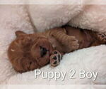Small #3 Cavapoo (Miniature)