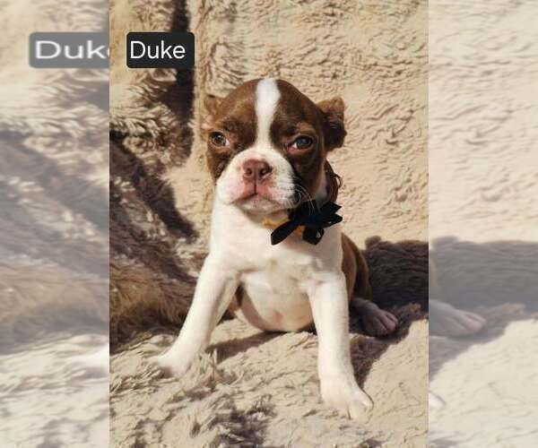 Medium Photo #4 Boston Terrier Puppy For Sale in POMEROY, OH, USA