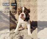 Small #3 Boston Terrier