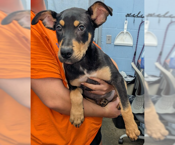 Medium Photo #1 Mutt Puppy For Sale in Evansville, IN, USA