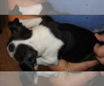 Small Photo #8 Boston Terrier Puppy For Sale in BEND, OR, USA