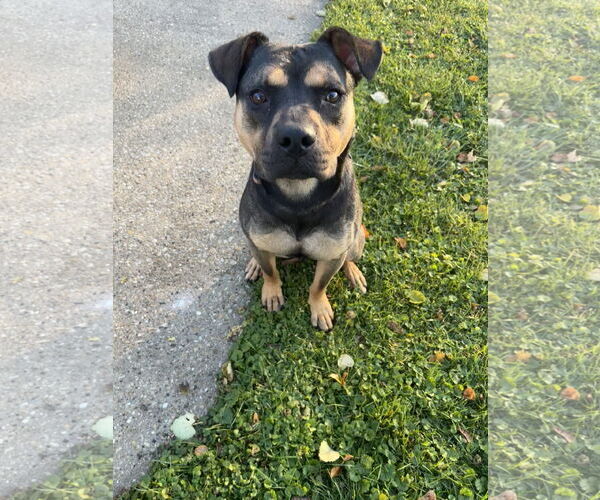 Medium Photo #5 Mutt Puppy For Sale in Plainfield, IL, USA