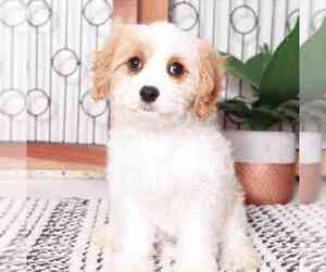 Cavapoo Puppy for sale in NAPLES, FL, USA