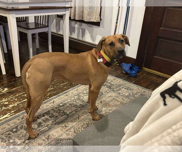 Medium Photo #3 Mutt Puppy For Sale in Woodbury, NY, USA