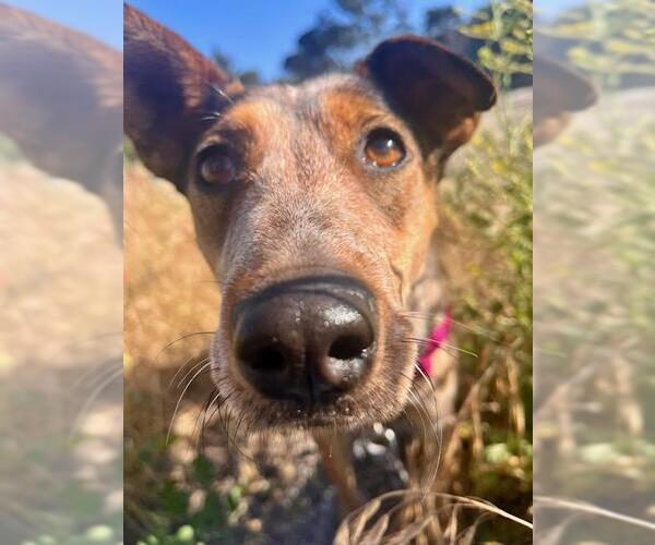 Medium Photo #3 Mutt Puppy For Sale in Santa Maria, CA, USA