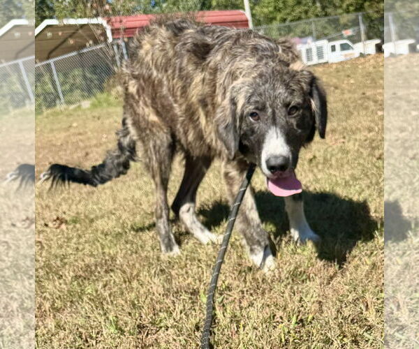 Medium Photo #1 Anatolian Pyrenees Puppy For Sale in Sparta, TN, USA