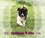 Small #6 Akita