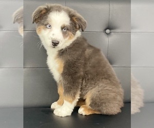 Australian Shepherd Puppy for sale in CINCINNATI, OH, USA