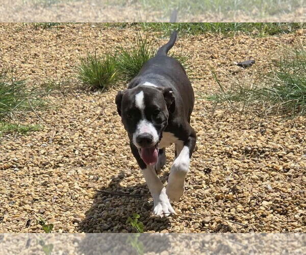 Medium Photo #3 Boxer-Unknown Mix Puppy For Sale in Anniston, AL, USA