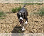 Small #2 Boxer Mix