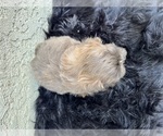 Small #15 Shih Tzu