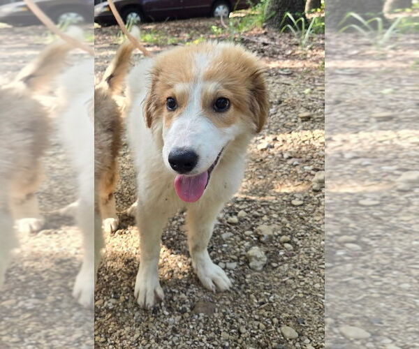 Medium Photo #3 Great Pyrenees Puppy For Sale in Spring, TX, USA