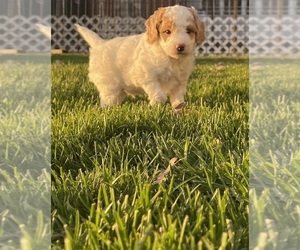 Goldendoodle (Miniature) Puppy for Sale in CRAIGVILLE, Indiana USA