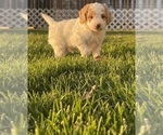 Small Photo #1 Goldendoodle (Miniature) Puppy For Sale in CRAIGVILLE, IN, USA
