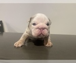 Small Photo #18 English Bulldog Puppy For Sale in PORT SAINT LUCIE, FL, USA