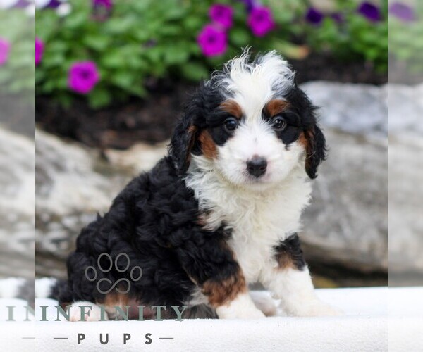 Medium Photo #4 Bernedoodle (Miniature) Puppy For Sale in LITITZ, PA, USA