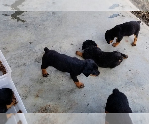 Medium Photo #38 Rottweiler Puppy For Sale in RIEGELWOOD, NC, USA