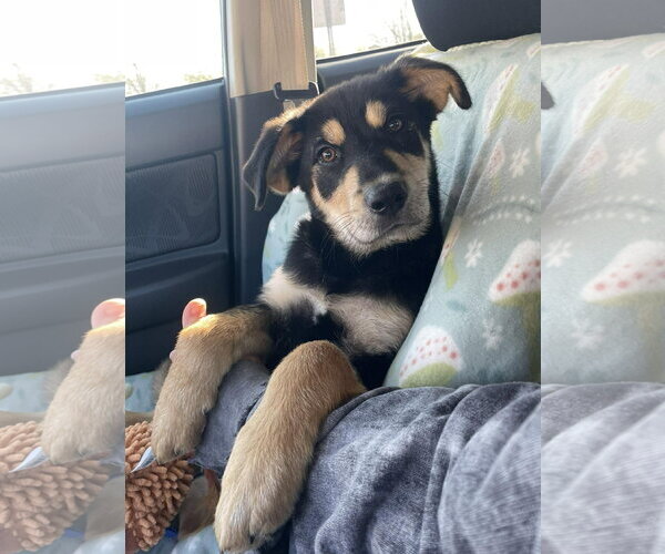 Medium Photo #1 Labrador Retriever-Unknown Mix Puppy For Sale in Ball Ground, GA, USA