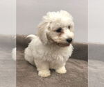 Small Bichon Frise