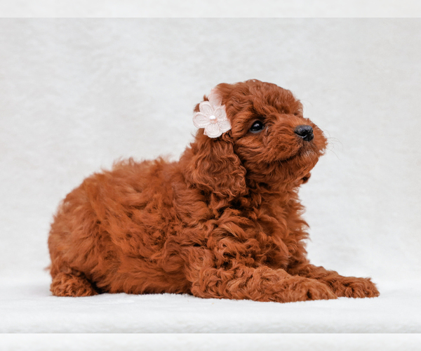 Medium Photo #2 Cavapoo-Poodle (Toy) Mix Puppy For Sale in LIBERTY, KY, USA