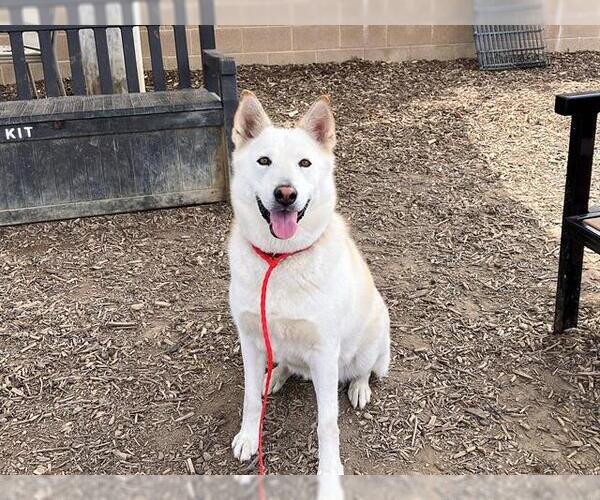 Medium Photo #2 German Shepherd Dog-Unknown Mix Puppy For Sale in Orange, CA, USA