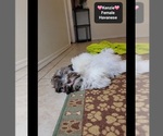 Small #1 Havanese