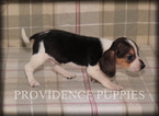 Small Photo #13 Beagle Puppy For Sale in COPPOCK, IA, USA