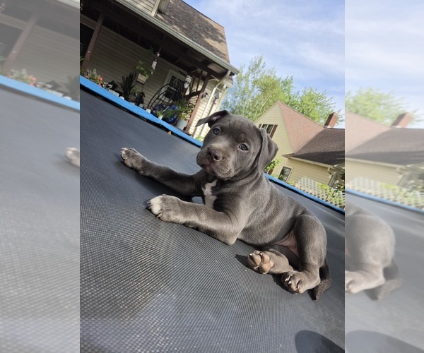 Medium Photo #10 American Pit Bull Terrier Puppy For Sale in WAUSAU, WI, USA
