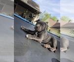 Small #9 American Pit Bull Terrier