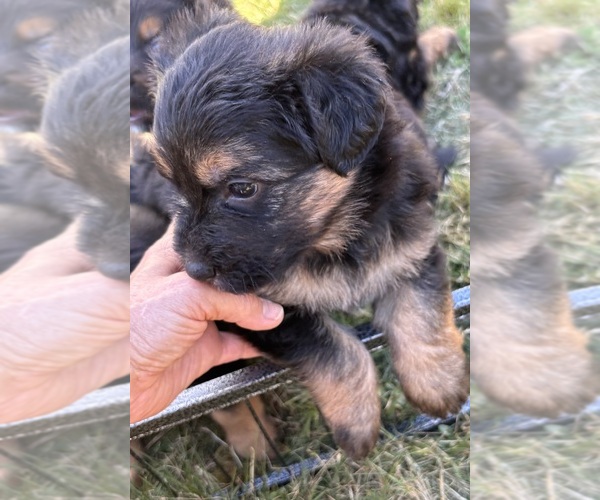 Medium Photo #3 Bernedoodle-German Shepherd Dog Mix Puppy For Sale in WOODLAND, WA, USA