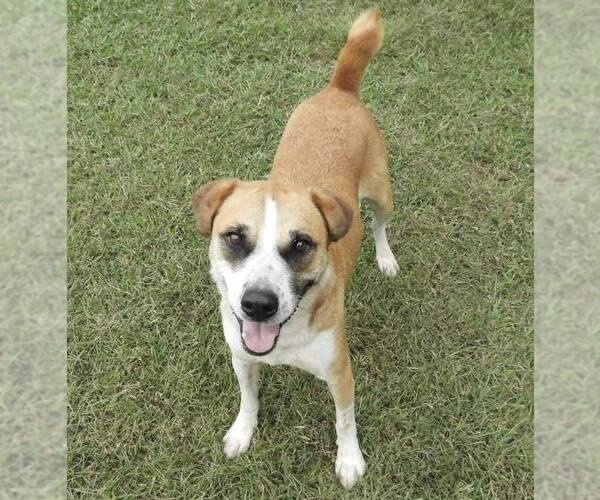 Medium Photo #3 Mutt Puppy For Sale in Anniston, AL, USA