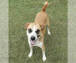 Murray - Male Mutt Dog for Adoption - Photo #3