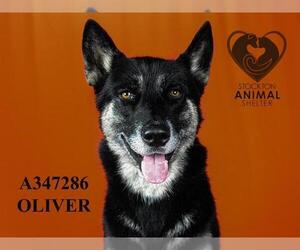 German Shepherd Dog-Siberian Husky Mix Dogs for adoption in Stockton, CA, USA