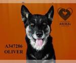 Small German Shepherd Dog-Siberian Husky Mix