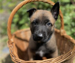 Small #4 Belgian Malinois
