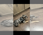 Small Photo #1 French Bulldog Puppy For Sale in HERMITAGE, TN, USA
