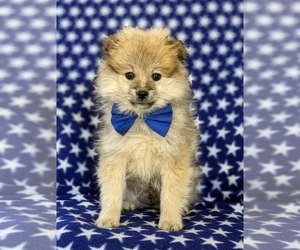 Pomeranian Puppy for sale in CHRISTIANA, PA, USA