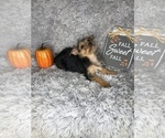 Small Photo #9 Yorkshire Terrier Puppy For Sale in INDIANAPOLIS, IN, USA